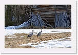kurjet_Common Cranes 3221 * 2620 x 1716 * (3.69MB)
